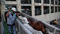 Impor Sapi Australia untuk Jaga Pasokan Kebutuhan Daging Dalam Negeri