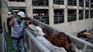 Impor Sapi Australia untuk Jaga Pasokan Kebutuhan Daging Dalam Negeri