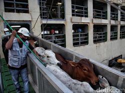 Impor Sapi Australia untuk Jaga Pasokan Kebutuhan Daging Dalam Negeri