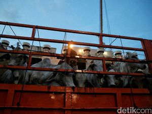 211 Perusahaan Mau Impor Sapi 2 Juta Ekor buat Makan Bergizi Gratis 211 Perusahaan Mau Impor Sapi 2 Juta Ekor buat Makan Bergizi Gratis