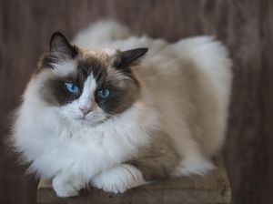 Anak Kucing di Inggris Mati Usai Tertular COVID-19 dari Pemiliknya