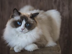 Anak Kucing di Inggris Mati Usai Tertular COVID-19 dari Pemiliknya