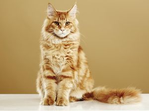 Kucing Maine Coon: Asal-usul, Ciri-ciri, Sifat, dan Cara Merawatnya