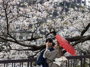 Mengapa Pohon Sakura di Jepang Berbunga Semakin Awal?