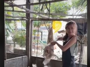 Peternak Ayam Cantik hingga Pesanan Cheesecake Tak Sesuai Ekspetasi