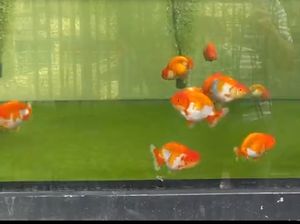 Kenapa Ikan Koki Berenang Terbalik? Kenapa Ikan Koki Berenang Terbalik?