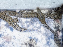 BKSDA-Avsec Gagalkan Pengiriman 22 Ekor Buaya Muara dari Riau ke Jakarta