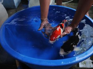 Cerita Pembudi Daya Ikan: Gara-gara Melek Teknologi, Bisnis Naik 2 Kali Lipat