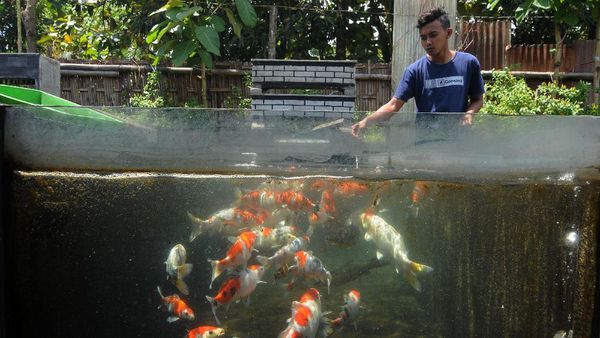 Menengok Budi Daya Ikan Koi di Pondok Pesantren