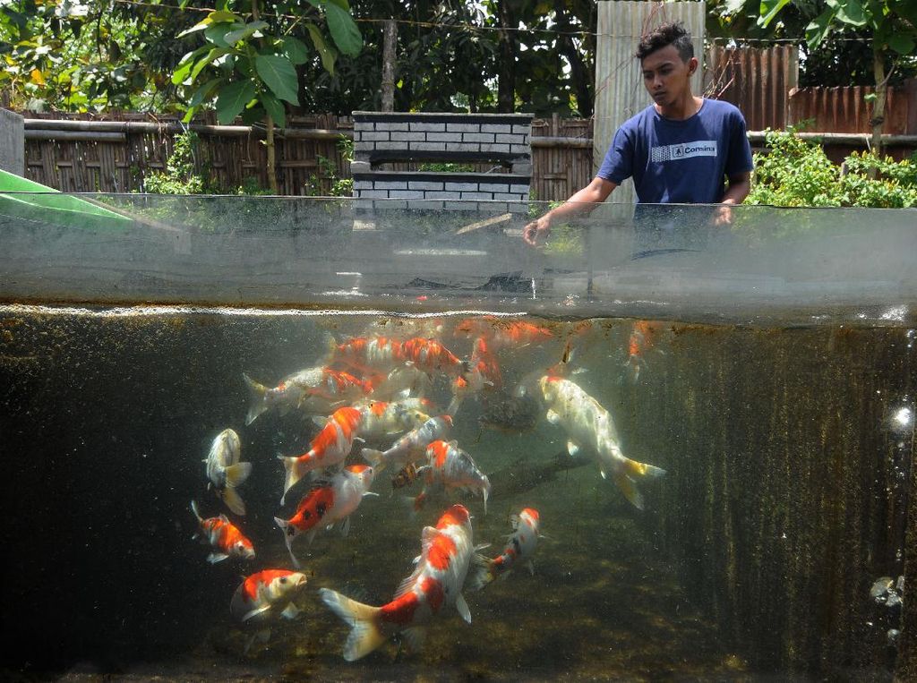Asal Usul Ikan Koi: Persilangan Ikan Mas, Masuk RI Dibawa Kaisar Jepang Asal Usul Ikan Koi: Persilangan Ikan Mas, Masuk RI Dibawa Kaisar Jepang