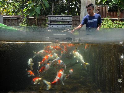 Menengok Budi Daya Ikan Koi di Pondok Pesantren