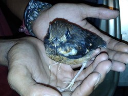 535 Burung Dilindungi Diselundupkan dari NTT, 6 Orang Ditangkap di NTB