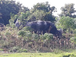 Kisah di Balik Situs Watu Gajah Tuban Peninggalan Kerajaan Majapahit