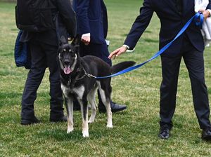 Duh, Anjing Joe Biden Gigit Staf Gedung Putih Lagi