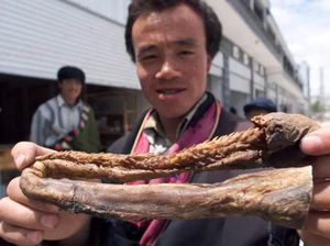 Duh! Makan Sup Penis Macan hingga Daging Monyet Bisa Memicu Virus Baru Duh! Makan Sup Penis Macan hingga Daging Monyet Bisa Memicu Virus Baru