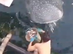 Hiu Tutul Muncul di Muara Badak Kukar, Nelayan-Wisatawan Diminta Waspada