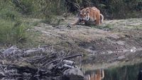 Melihat Satwa Liar Taman Nasional Terbesar di Nepal