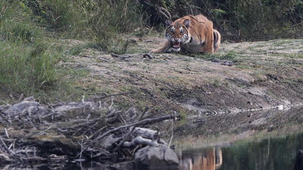 Melihat Satwa Liar Taman Nasional Terbesar di Nepal