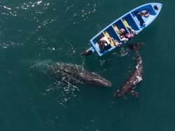 Saat Paus Abu-Abu Kembali Sapa Turis