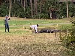 Pegang-pegang Ekor Buaya Saat Main Golf, 2 Pria Ini Dicari