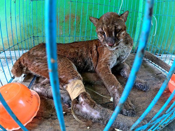 Perawatan Kucing Emas Asia Usai Ditemukan Sakit