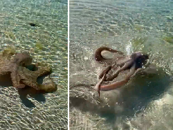 Pria Diserang Gurita Galak di Australia, Lehernya Luka-luka