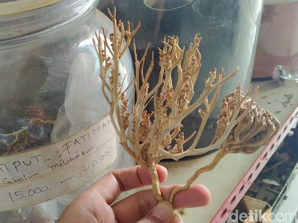 Rumput Fatimah Viral Dikaitkan dengan Janin Meninggal, Ini Lho Wujudnya
