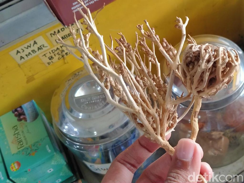 Cerita Para Pemakai Rumput Fatimah: Diminum Bisa, Diusap Saja Juga Manjur Cerita Para Pemakai Rumput Fatimah: Diminum Bisa, Diusap Saja Juga Manjur