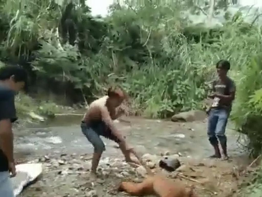 Viral Warga Siksa Satwa Langka Simpai di Sumbar, BKSDA Turun Tangan Viral Warga Siksa Satwa Langka Simpai di Sumbar, BKSDA Turun Tangan