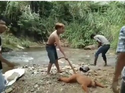 Aksi Tega Penyiksa Satwa Langka Simpai di Sumbar Sambil Tertawa