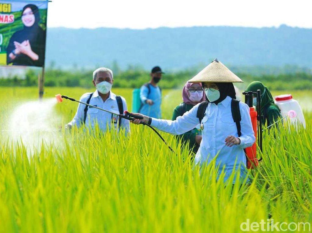Masuk Musim Tanam, Stok Benih dan Pupuk Subsidi di Banyuwangi Aman Masuk Musim Tanam, Stok Benih dan Pupuk Subsidi di Banyuwangi Aman
