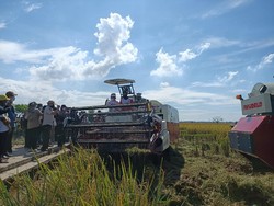 Dedi Mulyadi Minta Pemerintah Beli Gabah Petani 10% di Atas HPP