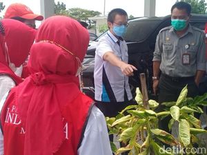 Menengok Pabrik Porang di Madiun