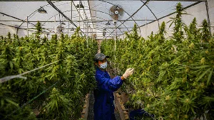 Ini Dia Produk Makanan dan Minuman dari Ganja di Thailand