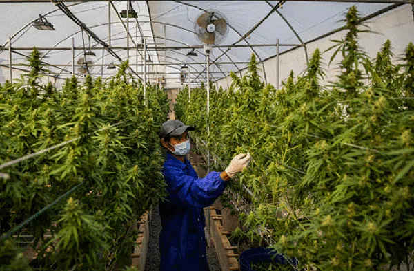 Ini Dia Produk Makanan dan Minuman dari Ganja di Thailand
