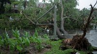 Diterjang Angin Kencang, Pohon Tumbang di Gowa