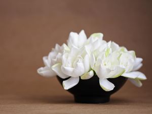 8 Tanaman Hias yang Bikin Rumah Wangi dan Segar, Ada Lavender-Melati 8 Tanaman Hias yang Bikin Rumah Wangi dan Segar, Ada Lavender-Melati
