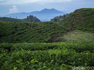 Celebrity on Vacation: Naik Camper Van dan Keliling Kebun Teh Celebrity on Vacation: Naik Camper Van dan Keliling Kebun Teh
