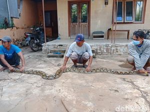 Ular Sanca 4 Meter Masuk Permukiman Penduduk di Jombang Gegara Banjir