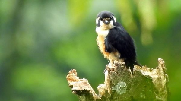 Alap-Alap Terkecil Dunia Ditemukan di Pegunungan Sanggabuana