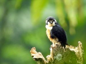 Alap-Alap Terkecil Dunia Ditemukan di Pegunungan Sanggabuana Alap-Alap Terkecil Dunia Ditemukan di Pegunungan Sanggabuana