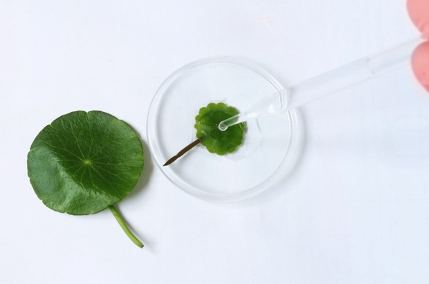 Centella asiatica/ sumber: shutterstock