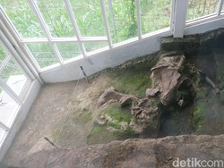 Nyaris Utuh! Ini Penampakan Fosil Gajah Berusia Jutaan Tahun di Kudus