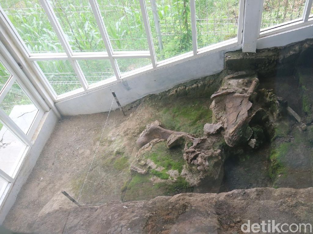 Nyaris Utuh! Ini Penampakan Fosil Gajah Berusia Jutaan Tahun di Kudus Nyaris Utuh! Ini Penampakan Fosil Gajah Berusia Jutaan Tahun di Kudus