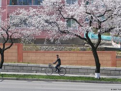 Kelangkaan Pangan, Diplomat Asing Ramai-ramai Tinggalkan Korut