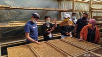 Foto: Sandiaga Berguru Pengolahan Kopi di Lereng Sumbing