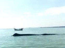 Paus Sepanjang 15 Meter Terdampar di Perairan Tuban