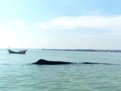 Ini Rentetan Mamalia Laut yang Terdampar di Perairan Jawa Timur