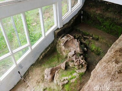 Penampakan Fosil Gajah Berusia Jutaan Tahun di Kudus