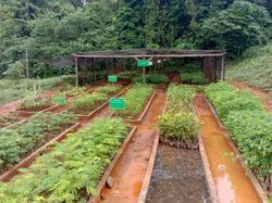 Potret Penghijauan Dibekas Area Tambang